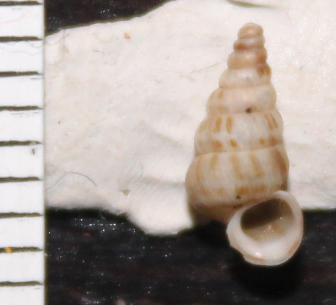 Cochlostoma da identificare